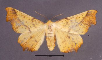 Media type: image;   Entomology 622248 Aspect: habitus dorsal view